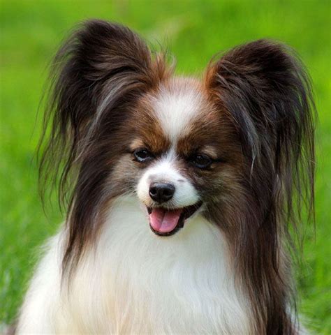 They have a long lustrous coat what is white with patches of any color, except liver. owalo design: Kleine Hunderassen Papillon