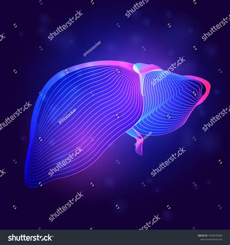 Human Liver Medical Structure Outline Vector Stock Vector Royalty Free