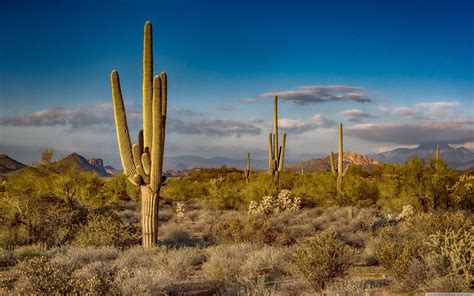 Arizona Cactus Wallpapers Top Free Arizona Cactus Backgrounds