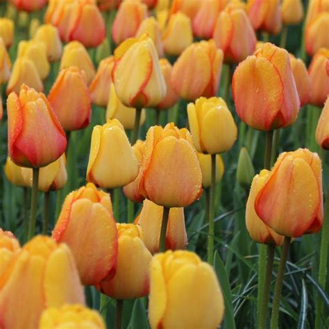 Tulip Darwin Hybrid Blushing Apeldoorn 20 Bulbs Longfield Gardens