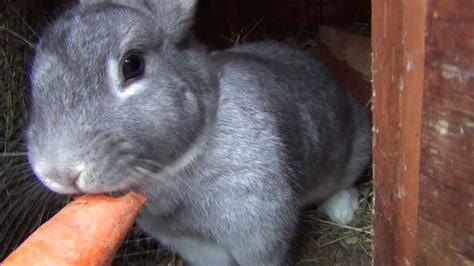 Gray Bunny Rabbit Eats Carrot Youtube