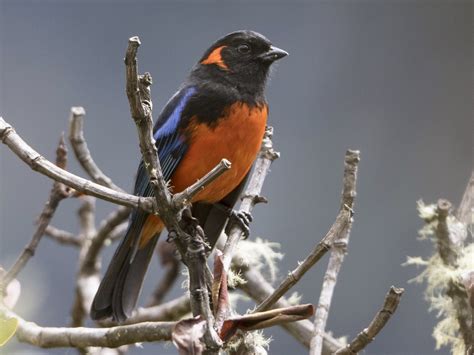 Scarlet Bellied Mountain Tanager Ebird España