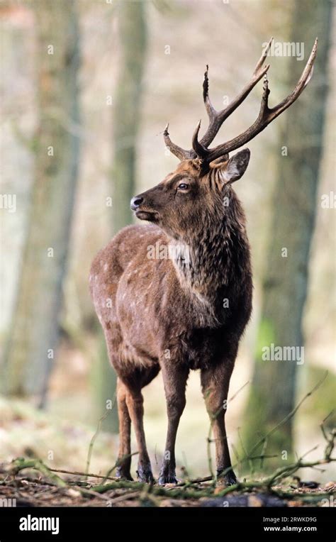 Subspecies Dybowski Sika Sika Deer Stag In Late Autumn Spotted Deer