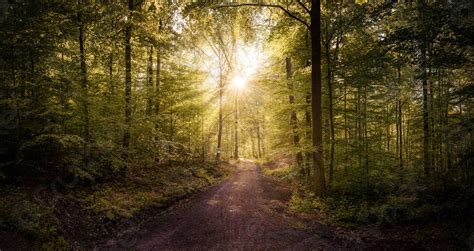 Beautiful Path In The Forest With Sunrays Stock Photo 3104322