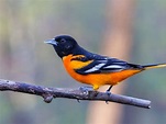 Orange and Black Bird: List with 18 birds (With Photos, ID & Info)