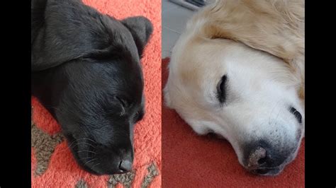2 Months Old Black Labrador Puppy Plays With Adult Golden