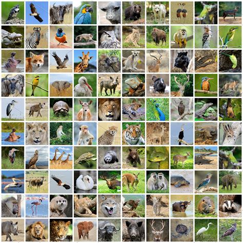 Collage Of 100 Photos Of Wildlife Animal Stock Photos Creative Market