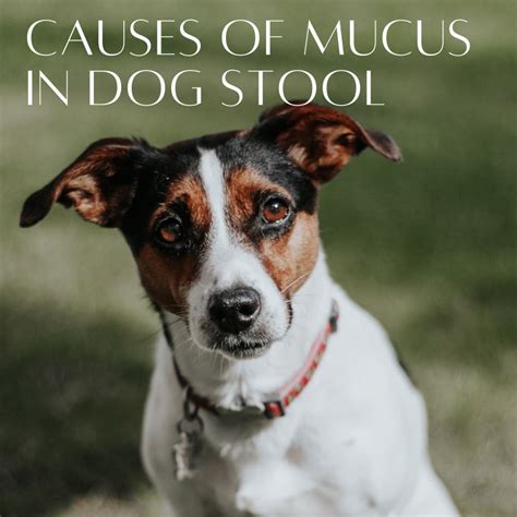 15 Causes Of Mucus In Dogs Stool Pethelpful By Fellow Animal
