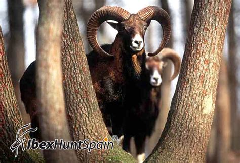 Iberian Mouflon Sheep Hunt In Spain