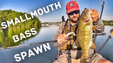 How To Fish The Smallmouth Bass Spawn Bass Fishing Tips And
