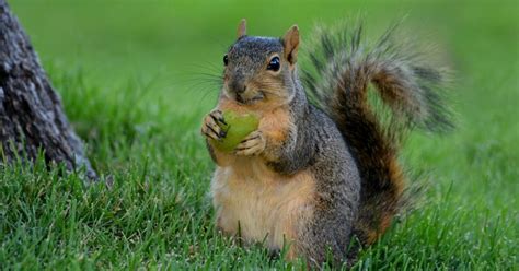 Feeding Squirrels Now Legal In Loveland