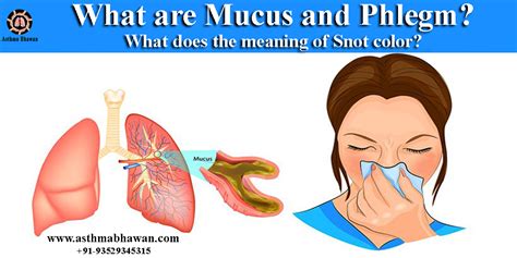 What Are Mucus And Phlegm Meaning Of Snot Color