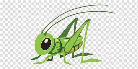 Cartoon Book Grasshopper Cartoon Coloring Book Cricket Caelifera