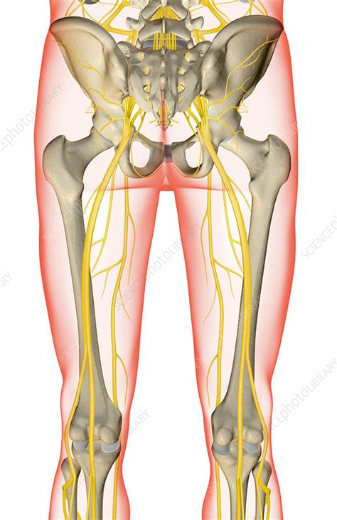 210 lower limb rs by ahs_anatomy2 28532 views. The nerves of the lower limb - Stock Image - F001/8291 ...