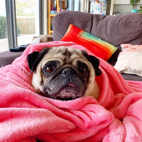 Snug As A Pug In A Pink Rug Its Winter Here In Australia And Pretty