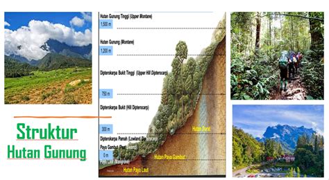 (b) jelaskan ciri iklim yang mempengaruhi pertumbuhan pokok dalam foto di atas. BLOG CgDEEN , KUALA ROMPIN.