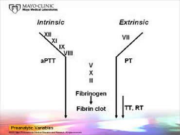 Intrinsic and extrinsic coagulation pathways. extrinsic vs intrinsic pathway - Google Search