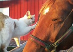 My horse and cat Horse Girl Photography, Animal Photography, Unusual ...