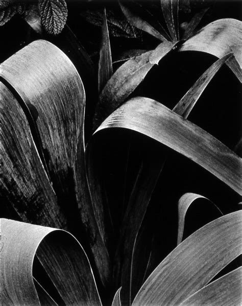 Paul Strand Straight Photography Abstract Photography Alfred Stieglitz