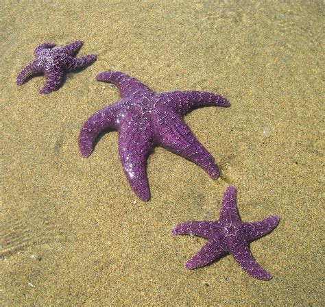 Purple Starfish Starfish Pinterest Starfish Aquariums And Vacation