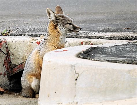 California Bullet Train Agency Damaged Habitat Of Endangered Fox Los