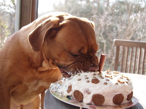 Dog Cake Recipes Top 10 Easy Dog Birthday Cake Ideas Bsb