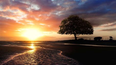 Lone Tree Sunset Hd Desktop Wallpaper Widescreen High Definition