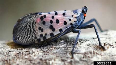 Spotted Lanternfly Invasive Pest Causing Havoc On Plants In Nj And