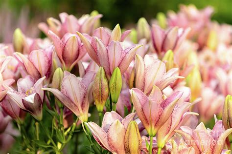 A Pink Spotted Lily Garden Photograph By Janice Noto Fine Art America