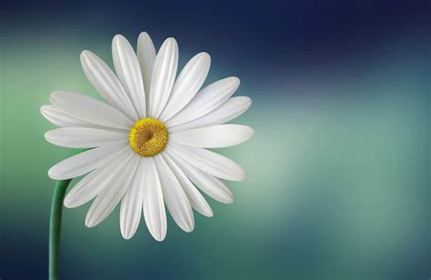 Free Picture Flora Nature Flower Macro Summer Daisy Blossom