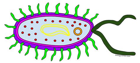 Answer key to the animal cell coloring which includes a sample cell and answers to the discussion questions. Bacteria clipart prokaryote, Bacteria prokaryote ...