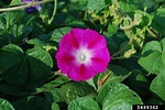 tall morning-glory, Ipomoea purpurea (Solanales: Convolvulaceae) - 5499362