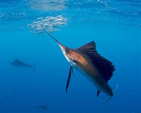 More Sailfish Trip Reports And Travel Wetpixel Underwater