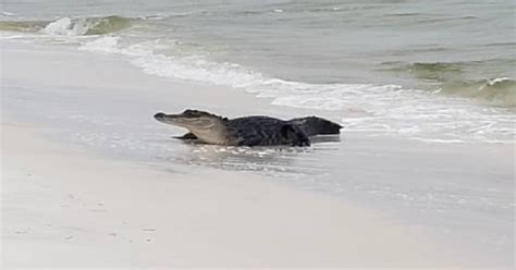 Alligator Spotted Enjoying Day On North Florida Beach