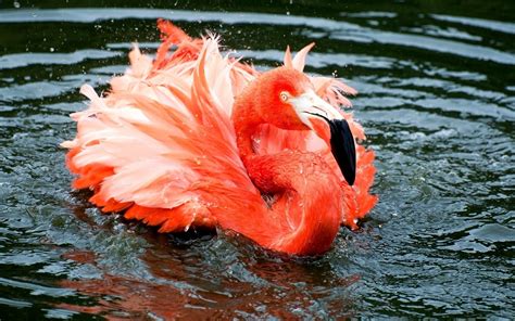 animals, Birds, Flamingo, Pink, Orange, Bright, Feathers Wallpapers HD