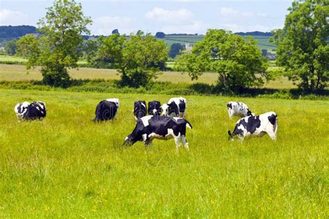 Grazing Cows On English Countryside Stock Image Image Of Meadow