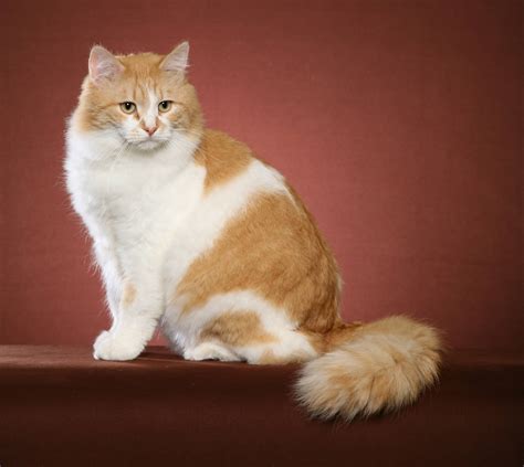 Orange and white tabby cat facing and looking forward print. 30 Very Beautiful Siberian Cat Photos And Images