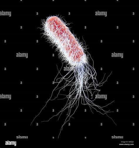 Pseudomonas Aeruginosa Bacterium Computer Illustration P Stock Photo