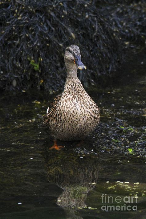 Reflections Of The Ugly Duckling Photograph By Katie W Fine Art America