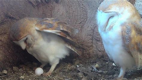 How Barn Owls Care For Their Eggs Live Q A Discover Wildlife