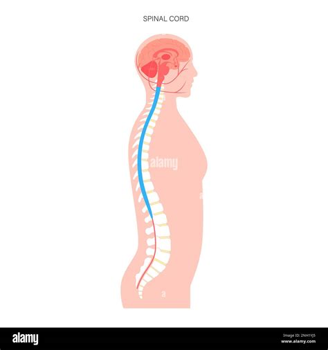 Spinal Cord Anatomy Illustration Stock Photo Alamy