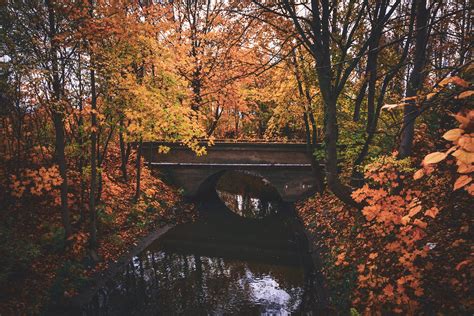 Free Images Leaf Humpback Bridge Tree Nature Reflection Water