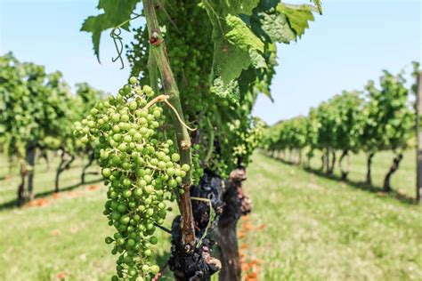 13 Best Vineyards On Long Island Ny Wineries Near Nyc From A Local
