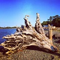 The Daily Rant: The Best Damn Piece Of Driftwood I've Ever Seen