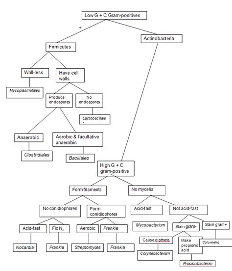 Archaea And Bacteria Prokaryotes Dichotomous Keys 327 Words Essay