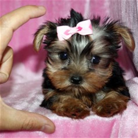 Teacup puppies for sale arizona teacup puppy breederteacup puppies for specializing in raising healthy teacup puppies, in a loving home environment.we shipping to all. Pets - Chicago, IL - Free Classified Ads