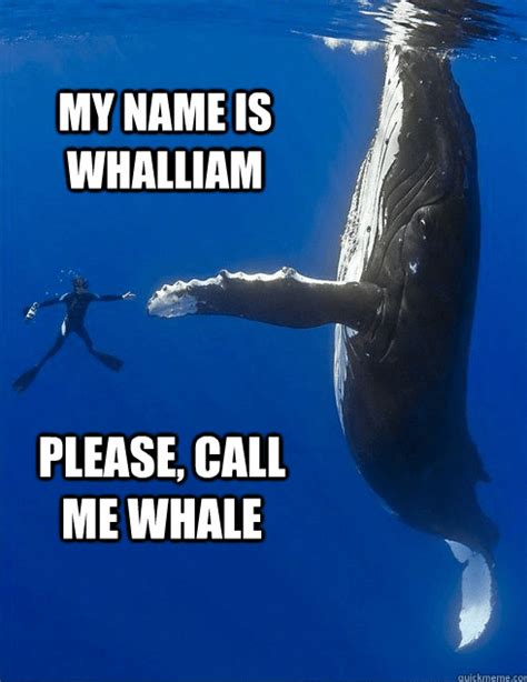 16 Whale Memes That Will Make You Laugh All Day Funny Animal Jokes