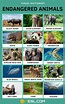 Endangered Animals: List of 15+ Endangered Animals with Facts • 7ESL