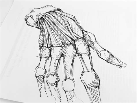 Human Anatomy Sketches On Behance