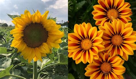 Sunflowers And Daisies Differences And Similarities